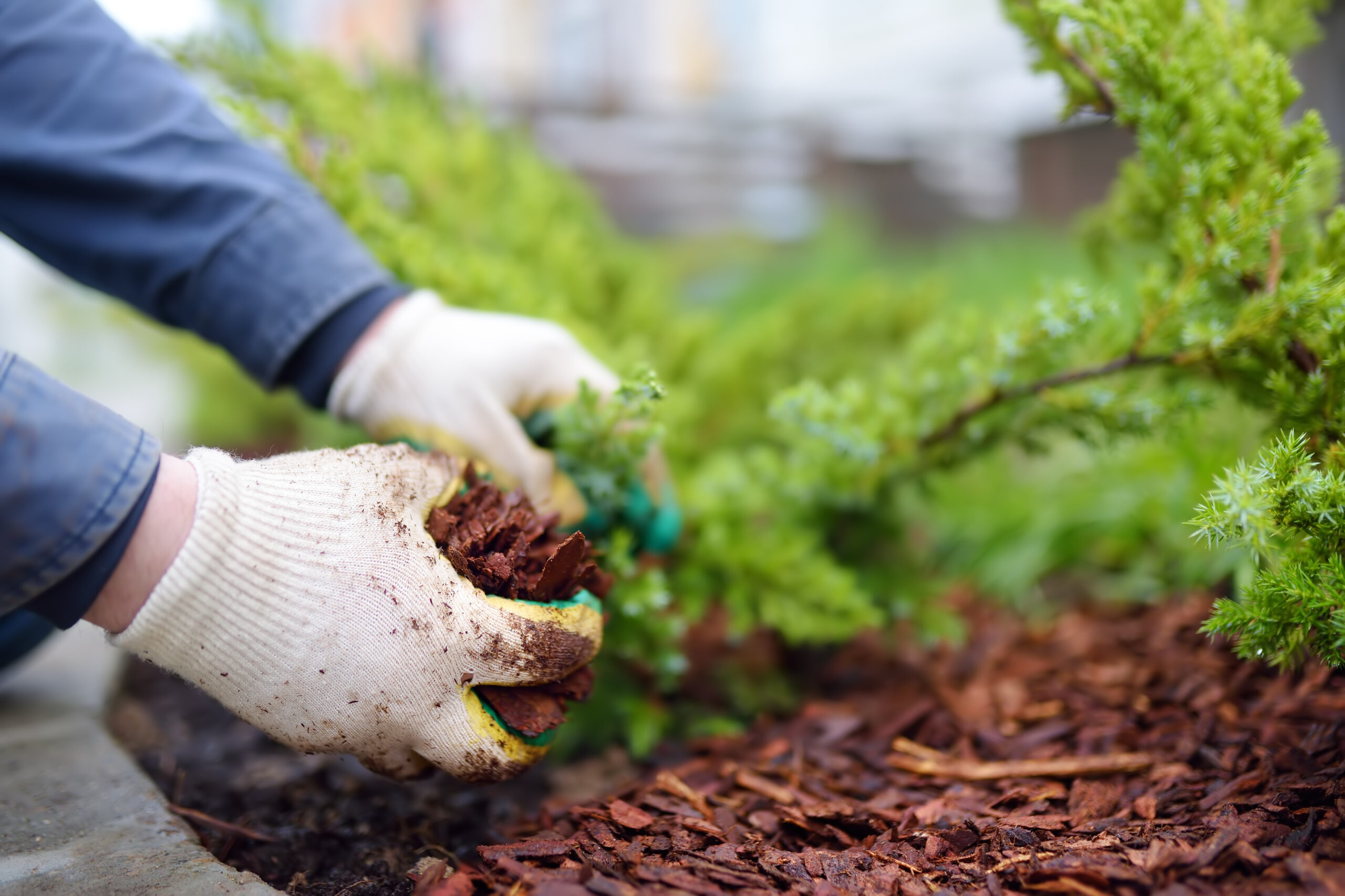 Native planting detail