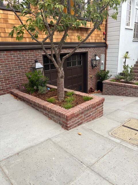 Casa Grande Road Front Garden — native planting in Petaluma