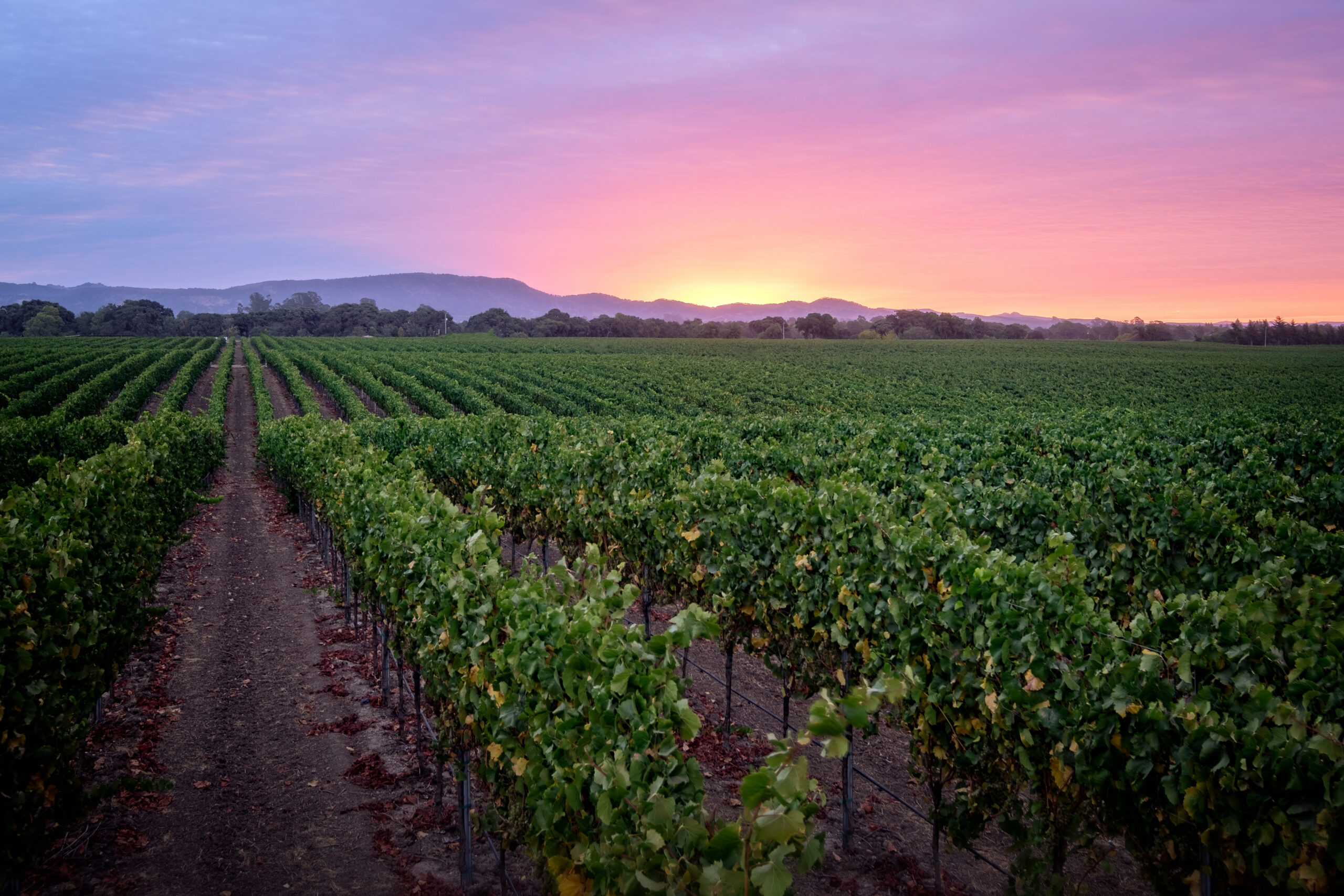 Napa County landscape — Oak River Landscaping